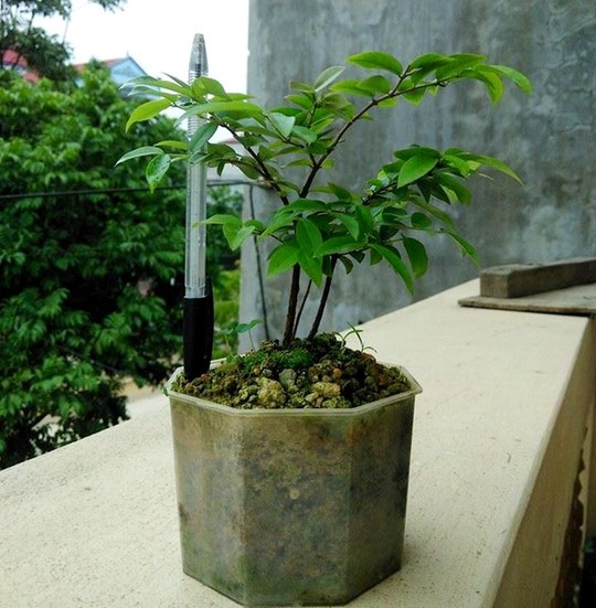Chi[-]tiền[-]triệu[-]mua[-]nho[-]thân[-]gỗ